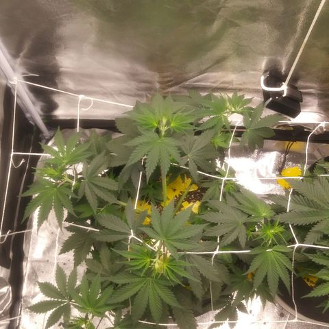 Pineapple Express growlog timeline photo