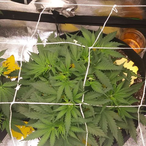 Green Cush growlog photo: Before and after Defoliating the Top 2 Large Fan Leaves Covering Nodes. 
