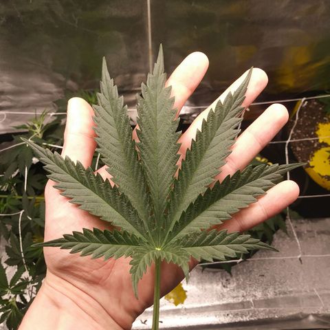 Green Cush growlog photo: Before and after Defoliating the Top 2 Large Fan Leaves Covering Nodes. 