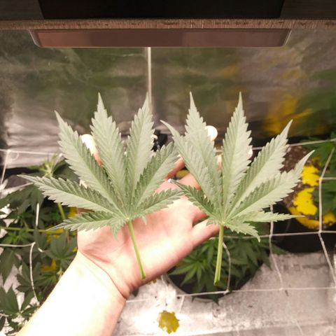 Green Cush growlog photo: Before and after Defoliating the Top 2 Large Fan Leaves Covering Nodes. 