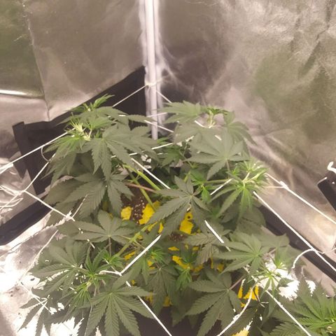 Pineapple Express growlog timeline photo