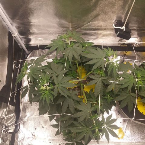 Pineapple Express growlog timeline photo