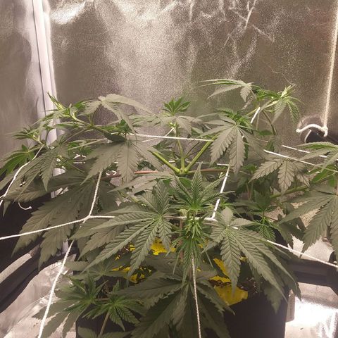 Pineapple Express growlog timeline photo