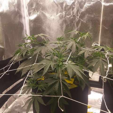 Pineapple Express growlog timeline photo