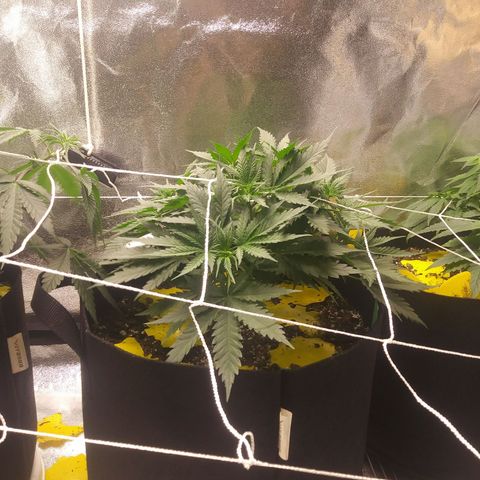 Green Cush growlog timeline photo