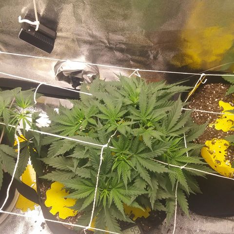 Green Cush growlog timeline photo