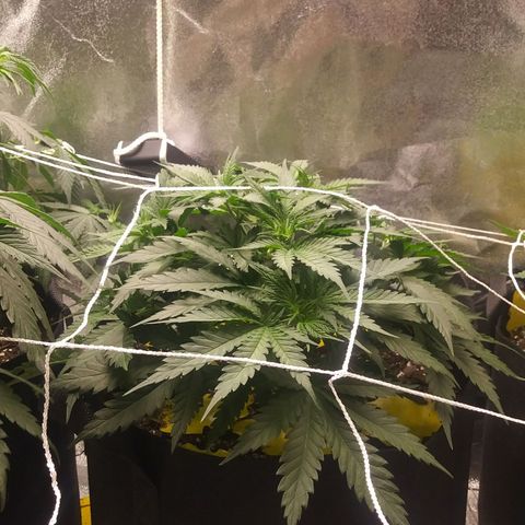 Green Cush growlog timeline photo
