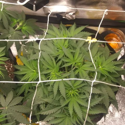 Green Cush growlog timeline photo