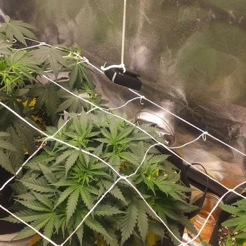 Green Cush growlog timeline photo
