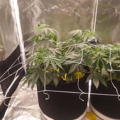 Pineapple Express growlog timeline photo