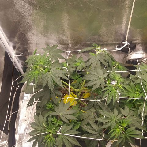 Pineapple Express growlog timeline photo