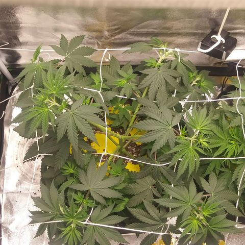 Pineapple Express growlog timeline photo