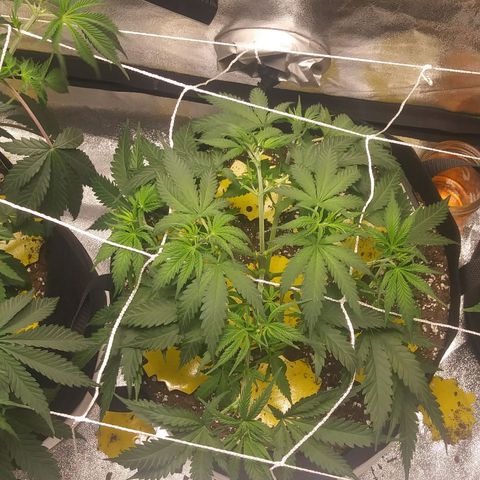 Pineapple Express growlog timeline photo
