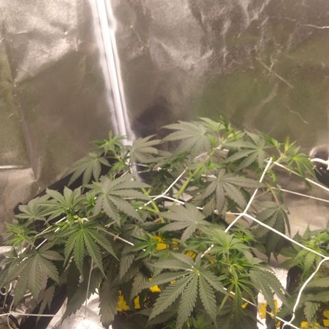 Pineapple Express growlog timeline photo