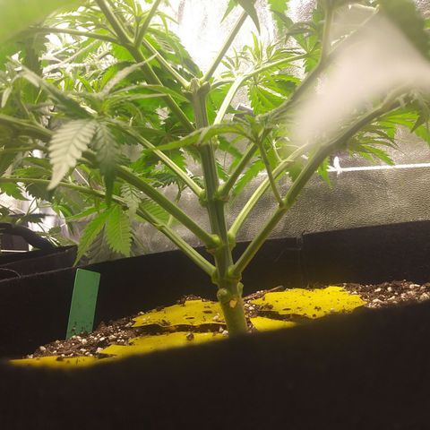 Green Cush growlog photo: After Large Defoliation. Cleared bottom third with minimal above
