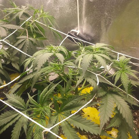 Green Cush growlog photo: After Large Defoliation. Cleared bottom third with minimal above