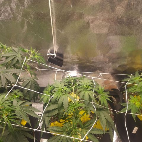 Green Cush growlog photo: After Large Defoliation. Cleared bottom third with minimal above