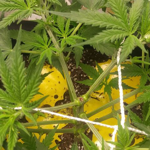 Green Cush growlog photo: 1 day after heavy Defoliation
