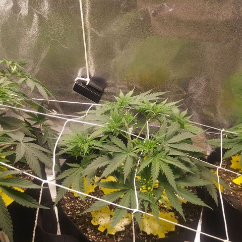 Green Cush growlog photo: 1 day after heavy Defoliation