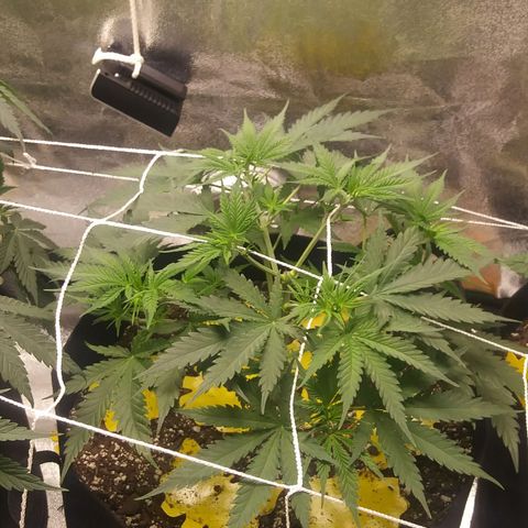 Green Cush growlog photo: 1 day after heavy Defoliation
