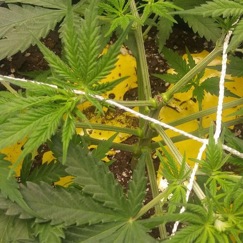 Green Cush growlog photo: 1 day after heavy Defoliation