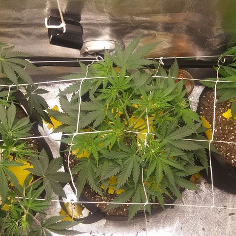 Green Cush growlog photo: 1 day after heavy Defoliation