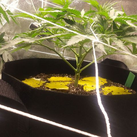 Green Cush growlog photo: 1 day after heavy Defoliation
