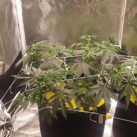Pineapple Express growlog timeline photo