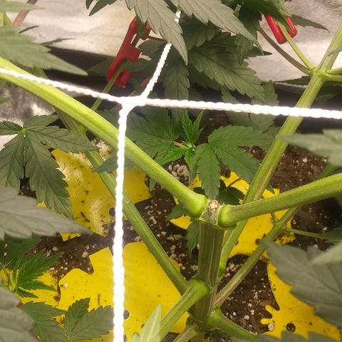 Pineapple Express growlog timeline photo