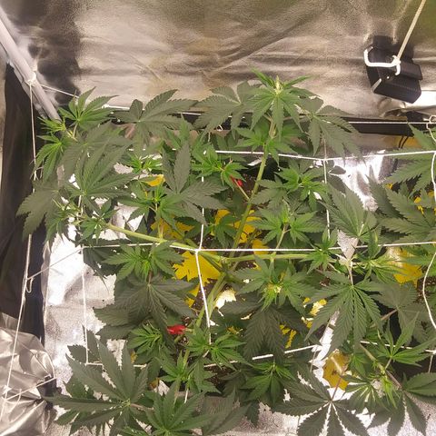 Pineapple Express growlog timeline photo