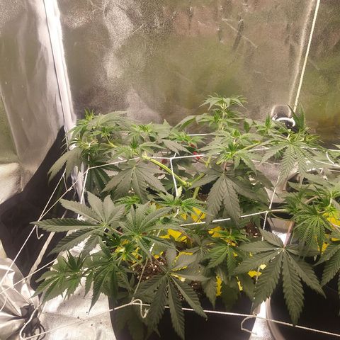 Pineapple Express growlog timeline photo