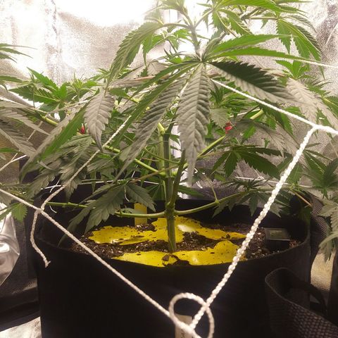 Pineapple Express growlog timeline photo