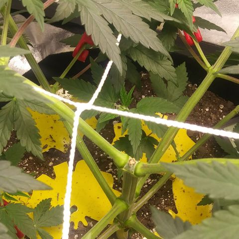 Pineapple Express growlog timeline photo