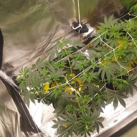 Pineapple Express growlog timeline photo