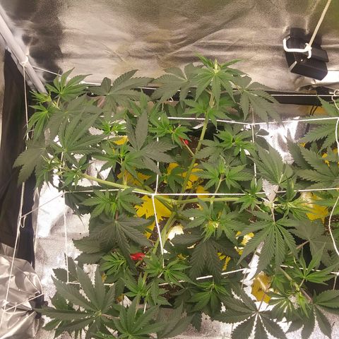 Pineapple Express growlog timeline photo