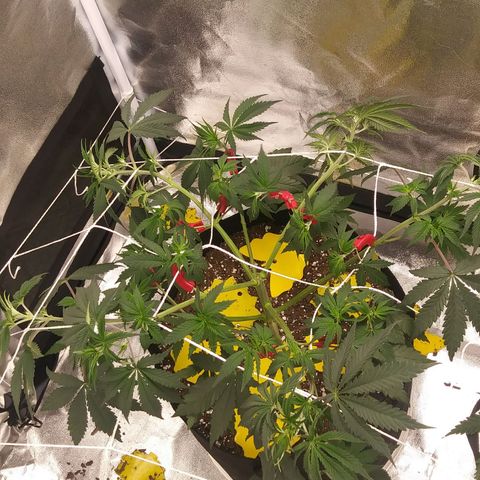 Pineapple Express growlog photo: Added 90 Plant Trainers