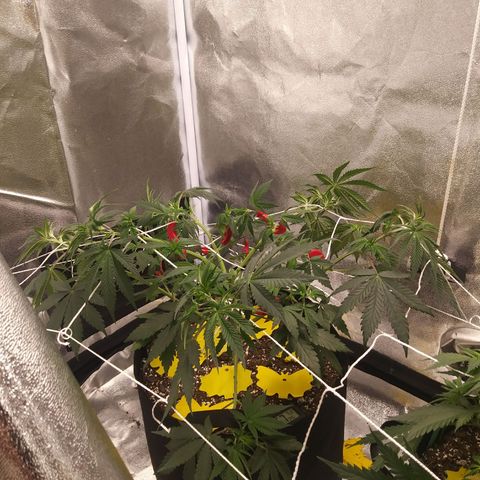 Pineapple Express growlog photo: Added 90 Plant Trainers