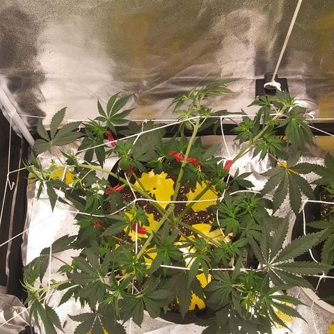 Pineapple Express growlog photo: Added 90 Plant Trainers