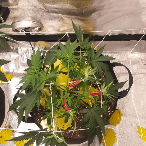 Green Cush growlog photo: Added 90 Degree Plant Trainers
