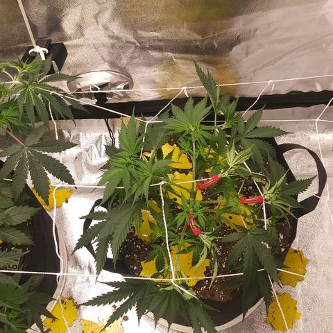 Green Cush growlog photo: Added 90 Degree Plant Trainers