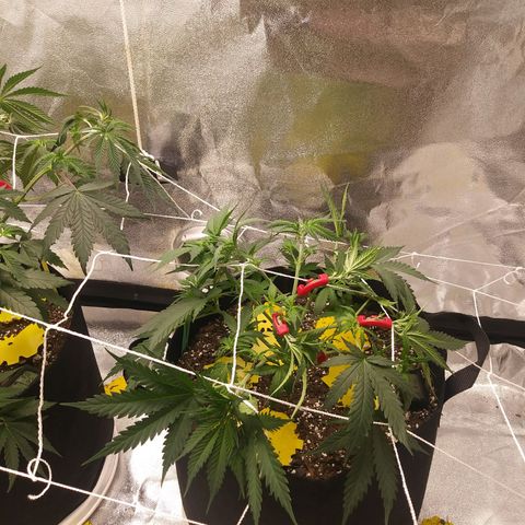 Green Cush growlog photo: Added 90 Degree Plant Trainers