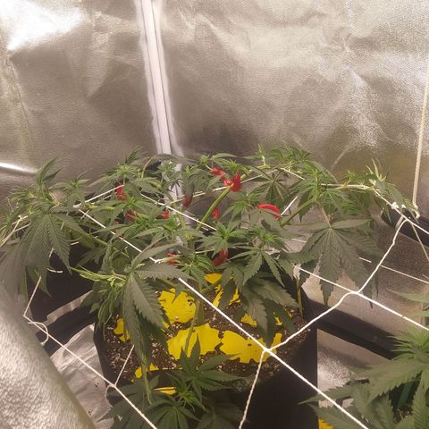 Pineapple Express growlog photo: Before Nutes and watering