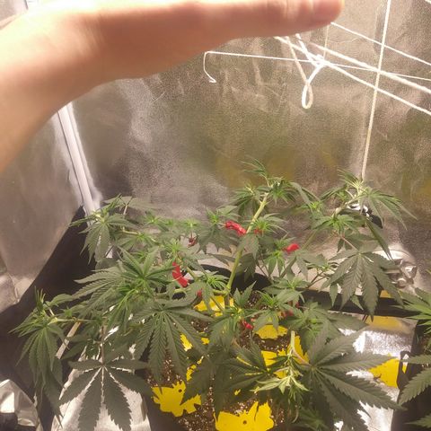 Pineapple Express growlog photo: Before Nutes and watering