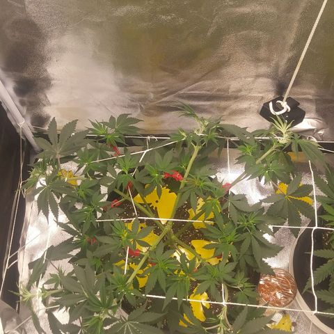 Pineapple Express growlog photo: Before Nutes and watering