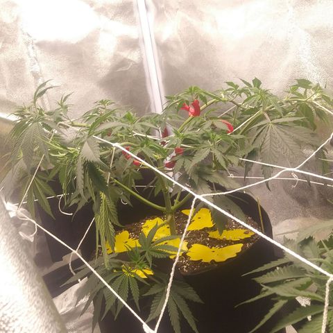 Pineapple Express growlog photo: Before Nutes and watering