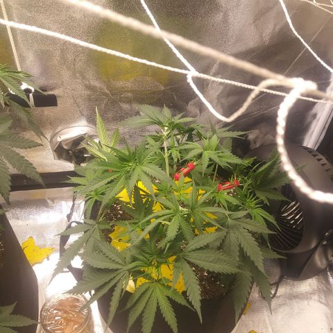 Green Cush growlog photo: Before Nutes and Watering