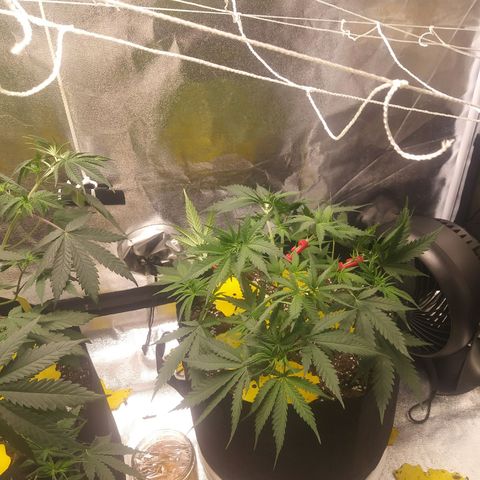 Green Cush growlog photo: Before Nutes and Watering