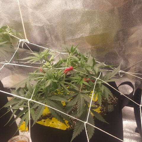 Green Cush growlog photo: Before Nutes and Watering