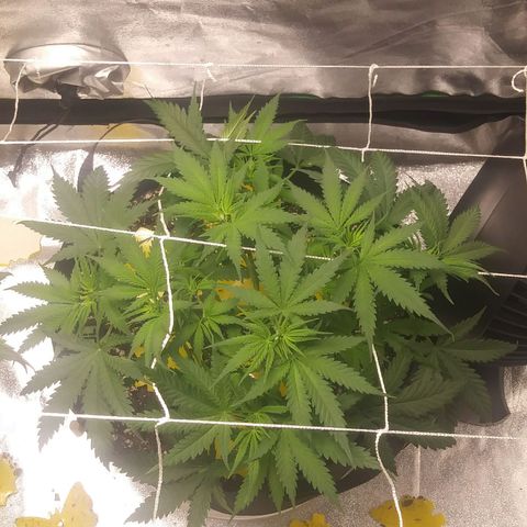 Green Cush growlog photo: Before and after Defoilation