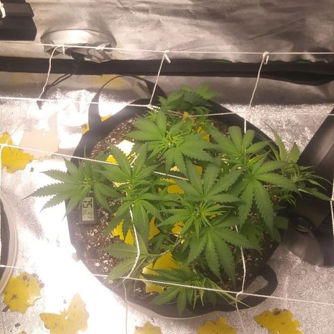 Green Cush growlog photo: Before and after Defoilation
